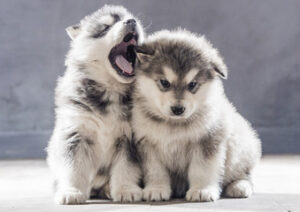 Husky Puppies